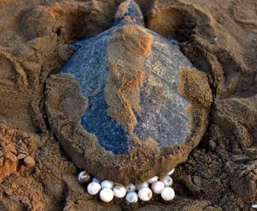 Temporada de reproducción de tortugas ecuador
