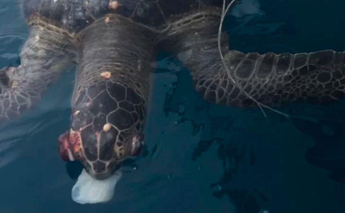 Tortuga muerta por ingerir plástico causa impacto en Manta